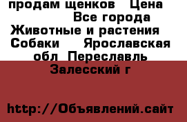 продам щенков › Цена ­ 15 000 - Все города Животные и растения » Собаки   . Ярославская обл.,Переславль-Залесский г.